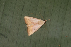 Hyamia