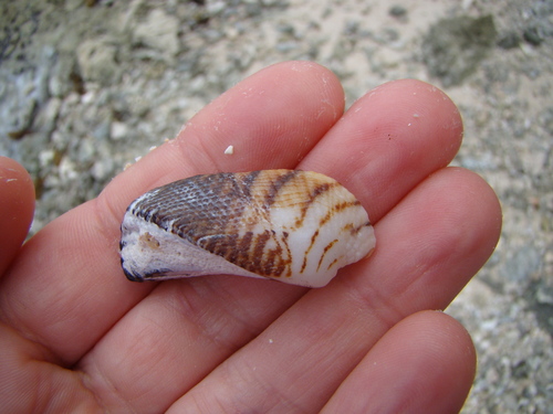 Lamarcka ventricosa