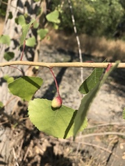 Pemphigus obesinymphae