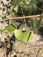 Pemphigus obesinymphae