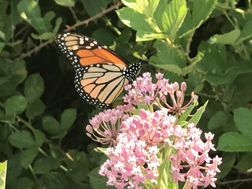 Monarch photographed in Maryland