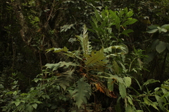 Bocconia frutescens