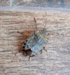 Halyomorpha halys