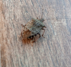 Halyomorpha halys