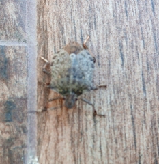Halyomorpha halys