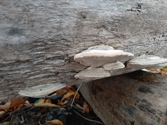 Fungi