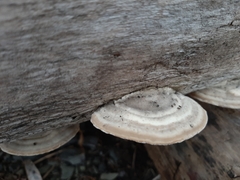 Fungi