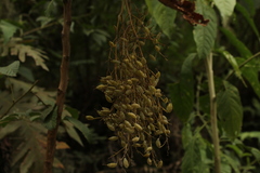 Bocconia frutescens