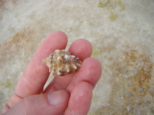 Ricinella rubusidaeus