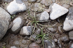 Isoetes echinospora