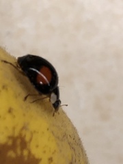 Harmonia axyridis