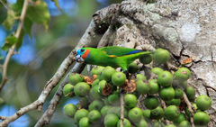 Cyclopsitta diophthalma