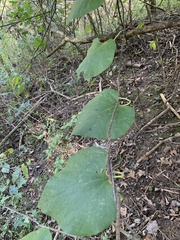 Aristolochia macrophylla