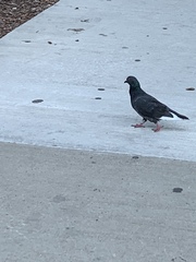 Columba livia domestica