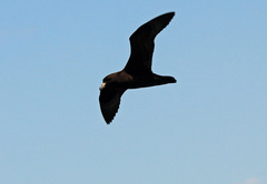 Procellaria parkinsoni