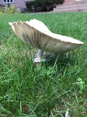 Fungi