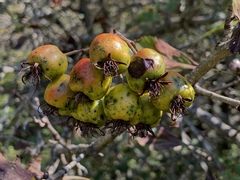 Crataegus spathulata