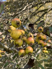 Crataegus spathulata