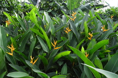 Heliconia psittacorum × spathocircinata