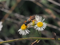 Cryptocheilus richardsi