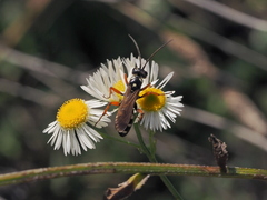 Cryptocheilus richardsi