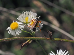 Cryptocheilus richardsi