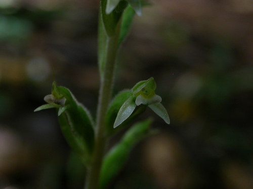 Glandular Ladies' Tresses (Pelexia adnata)