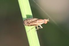 Trypetoptera canadensis