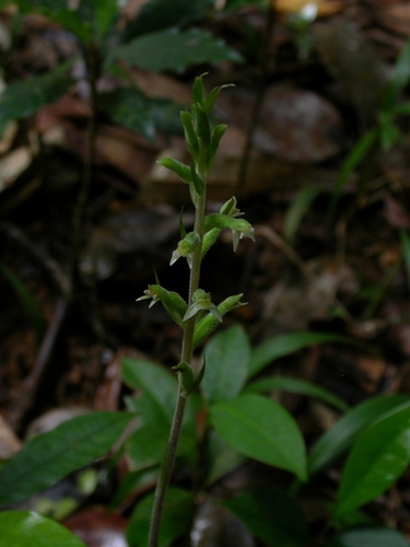Image of Pelexia adnata by (c) Yves Bas, some rights reserved (CC BY)