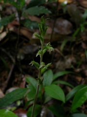 Pelexia adnata