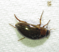 Tropisternus collaris