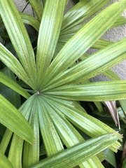 Trachycarpus fortunei