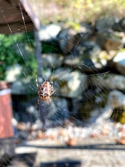 Araneus diadematus