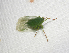 Rhynchomitra microrhina