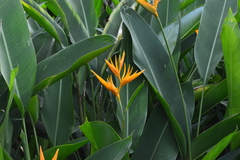 Heliconia psittacorum × spathocircinata