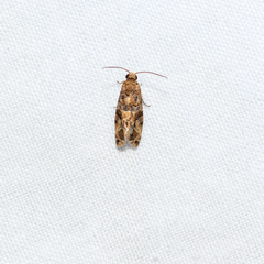 Lobesia transtrifera