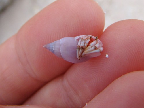Nassariidae