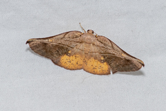 Xenomusa metallica