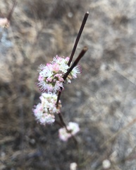 Eriogonum nudum auriculatum