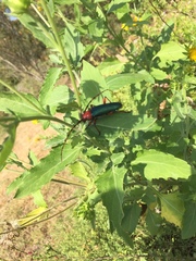 Stenaspis verticalis insignis