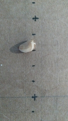 Gomphandra australiana