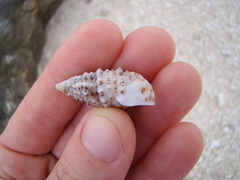 Cerithium