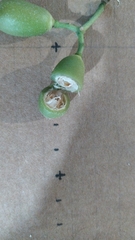 Gomphandra australiana