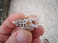Cerithium