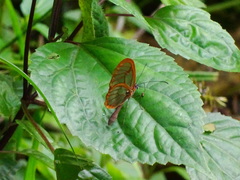 Pteronymia rufocincta