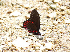 Mimoides phaon phaon