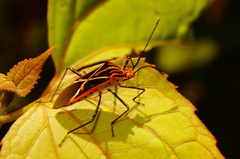 Hypselonotus argutus