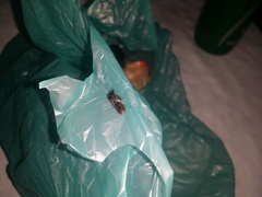 Homalodisca ichthyocephala