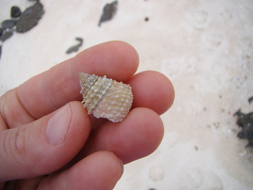 Tectarius grandinatus