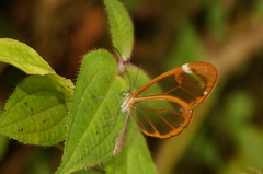 Greta morgane morgane